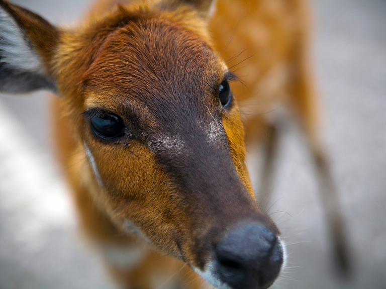 Ventspilī pircējus un pārdevējus pārsteigusi veikalā iemaldījusies stirna

