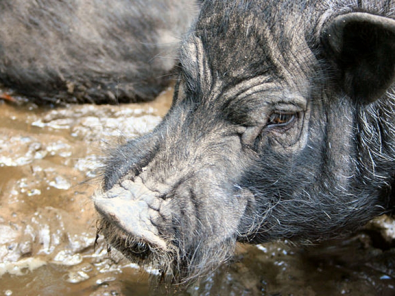 Balvu novadā pieaug ĀCM gadījumu skaits mežacūku vidū