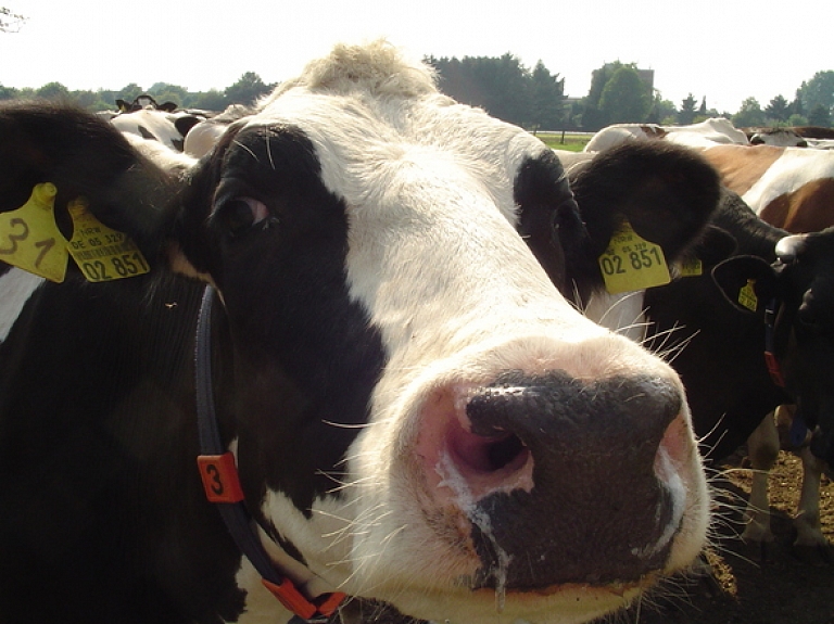 Atzīst pārkāpumus, pienācīgi nerūpējoties par mājlopu labturību Mālpils novadā