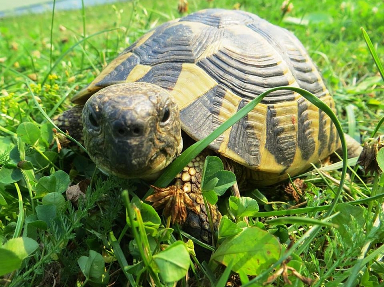 Latgales zoodārzs izstrādā projektu dzīvnieku glābšanai

