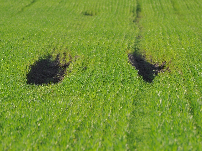 Zemgalē agrīnās graudaugu šķirnes jau atsākušas veģetāciju

