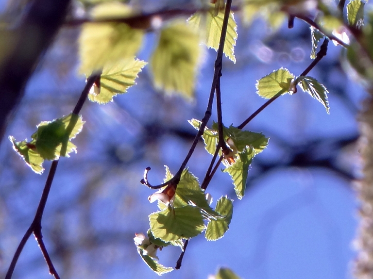 Brīvdienās daudzviet uzspīdēs saule un nokrišņi nav gaidāmi

