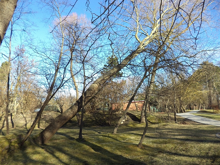 Iedzīvotāji aicināti izteikt viedokli par koku ciršanu stadiona "Daugava" teritorijā


