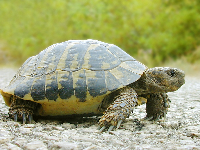 Eiropas komisija savu labāko partneru skaitā ierindojusi Latgales Zoodārzu

