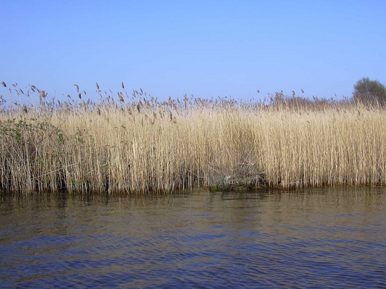 Jelgavā izglābts Lielupes niedrēs guļošs vīrietis

