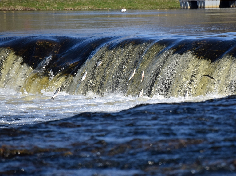 Kuldīga aicina uz palu šovu "Lido zivis Kuldīgā"

