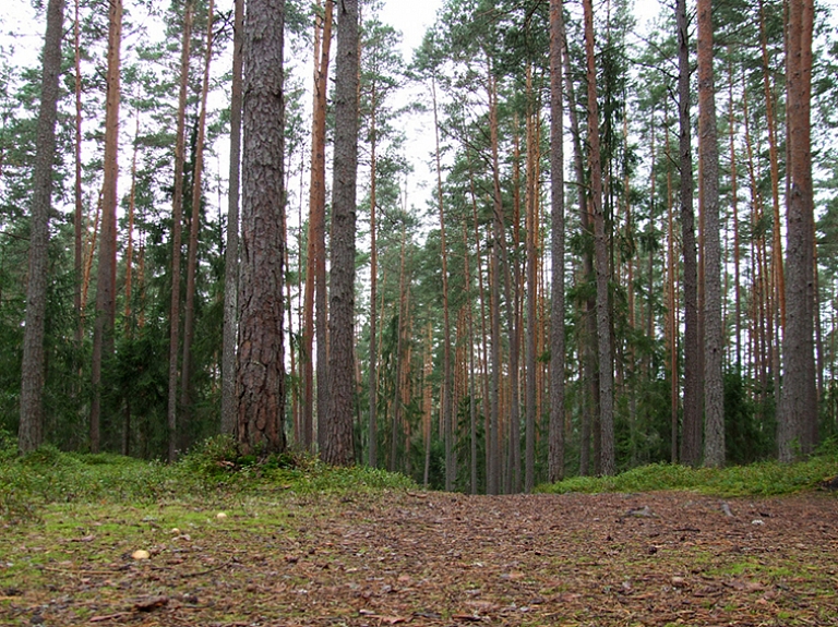 Maijā Alūksnes novadā organizēs ekspedīciju "Pa Melnupes augšteci"

