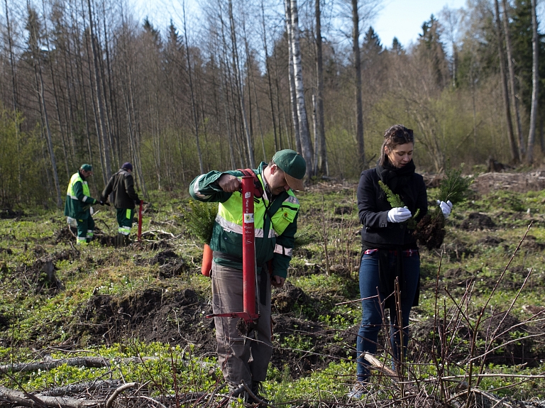 Lielās talkas ietvaros iestādītas 5000 egles 