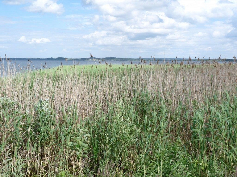  Meklēs risinājumus biotopu atjaunošanai dabas liegumā "Randu pļavas"