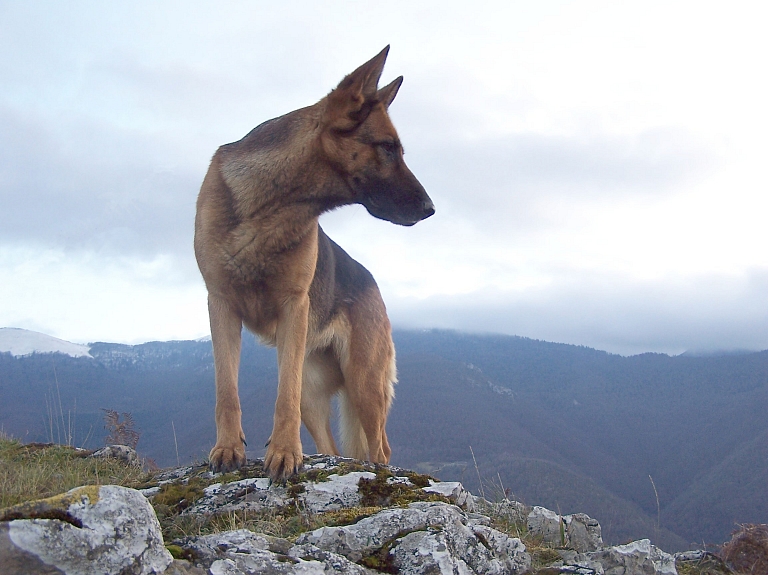 Veterinārārsti neatbalsta ZM ieceri atlikt suņu obligāto čipēšanu

