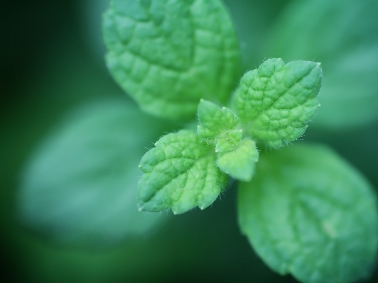 Kā audzēt mētru "Mini Mint", kas der ēdienu aromatizēšanai