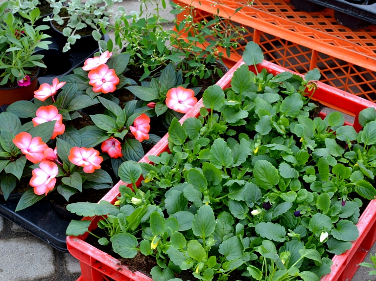 Balvos lauku labumu tirdziņā notiks Ziemeļlatgales meistaru parāde

