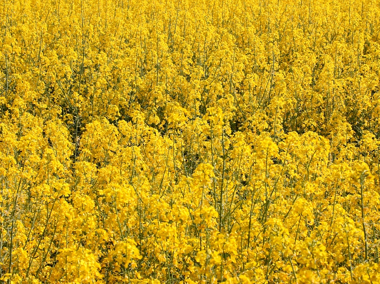 Tērvetes novada "Agrotirdzniecības kompānija" šogad plāno palielināt apgrozījumu