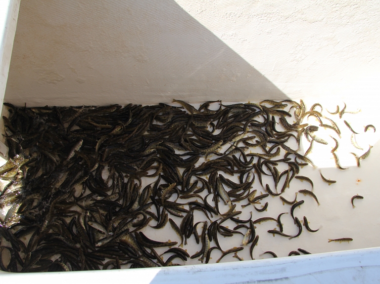 Daugavā pie Mangaļsalas notiek lašu un taimiņu mazuļu ielaišana

