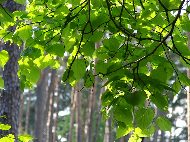 Jelgavā Dobeles šosejas posmā atveseļošanas nolūkā izraks 28 Holandes liepas

