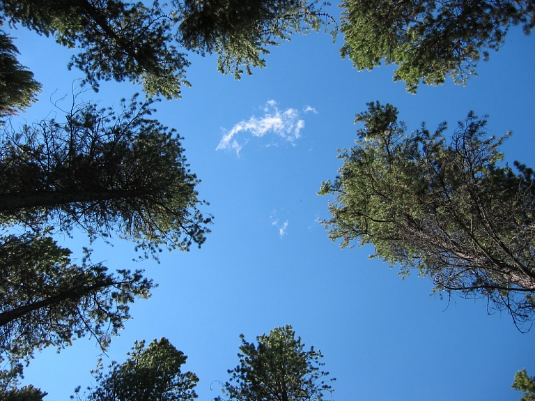 "Metsa Forest Latvia" pērn panākusi krasu peļņas kāpumu