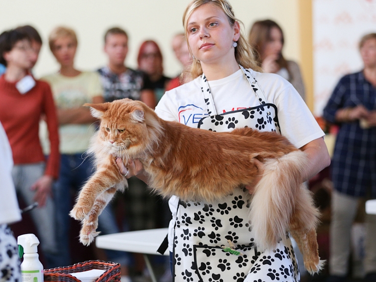 Pasaules labākie kaķi tiksies starptautiskā kaķu izstādē

