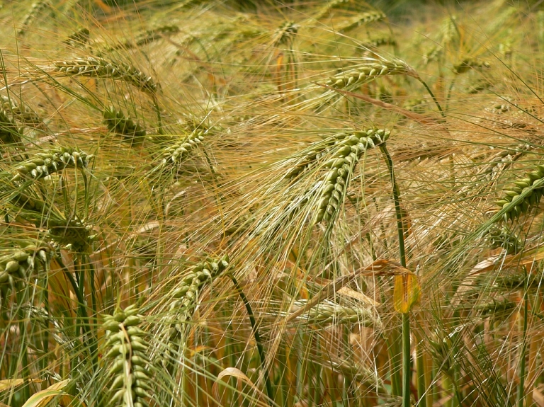 Kviešu cena gada laikā samazinājusies par 26%