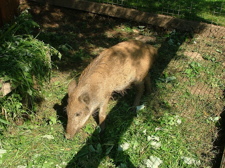 Nosaka prasības pretendēšanai uz kompensācijām par aizsargājamo sugu dzīvnieku postījumiem lauksaimniecībai

