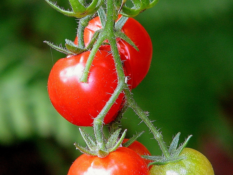 "Mārupes siltumnīcas" par 1,87 miljoniem eiro pārbūvēs stikla siltumnīcas