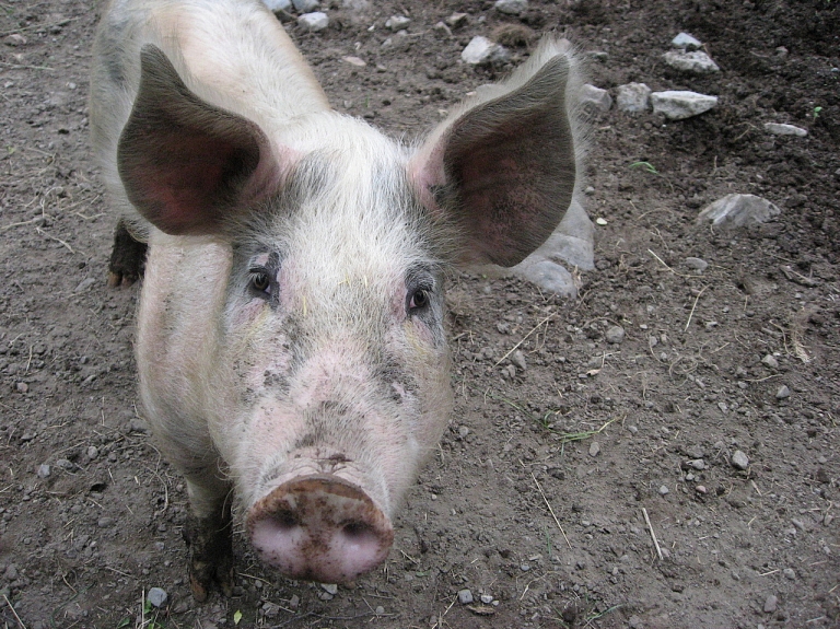 Cūkaudzētājam "Baltic Pork" pērn apgrozījuma un peļņas kritums

