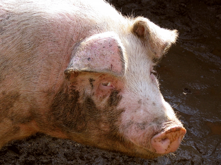 Arī vasarā aicina ievērot biodrošības pasākumus cūku novietnēs