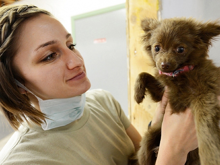 Biedrība: Suņu čipēšanu jāļauj veikt tikai veterinārārstiem

