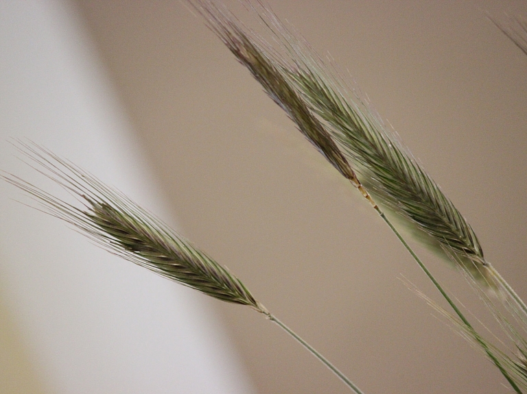 Lauksaimniecības pakalpojumu kooperatīvā sabiedrība "Saimnieks-V" realizējusi vairāk graudu
