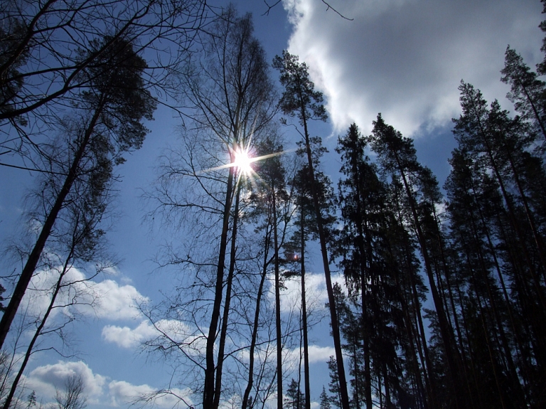 "Žīguru mežrūpniecības sabiedrība" dividendēs izmaksās 200 000 eiro

