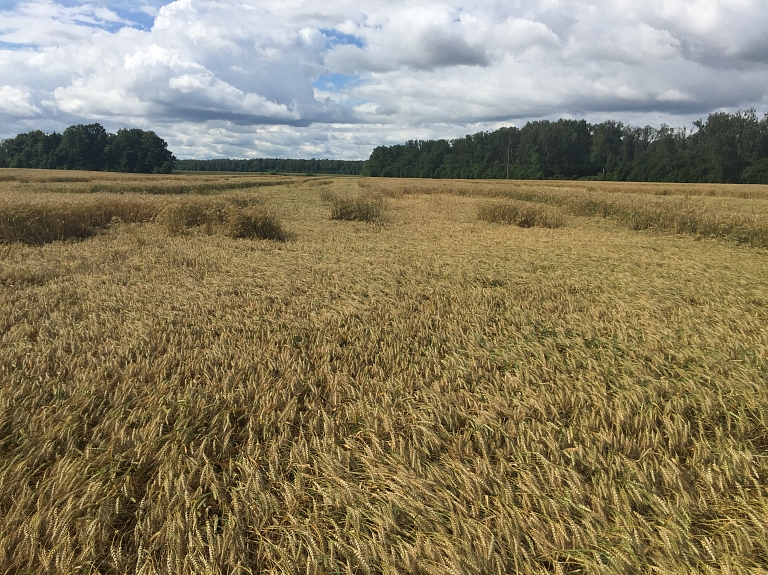 Agronoms: Vēji un pārliecīgs mēslojums rudzus un miežus daudzviet sagāzis veldrē

