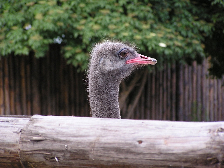 Zooloģiskā dārza ārpilsētas bāze "Cīruļi" pērn sasniegusi otru labāko apmeklētības rādītāju desmit gadu laikā

