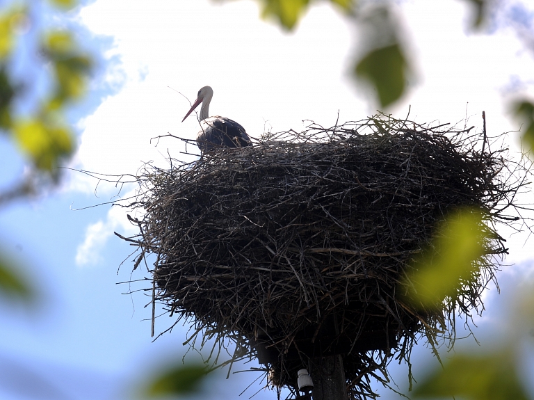 Svētā putna "Pivālind" svētkos Staicelē notiks kūku cepēju konkurss