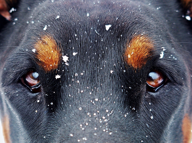 Veterinārārsti: Bīstamās suņu slimības gadījumu skaits būtiski samazinājies

