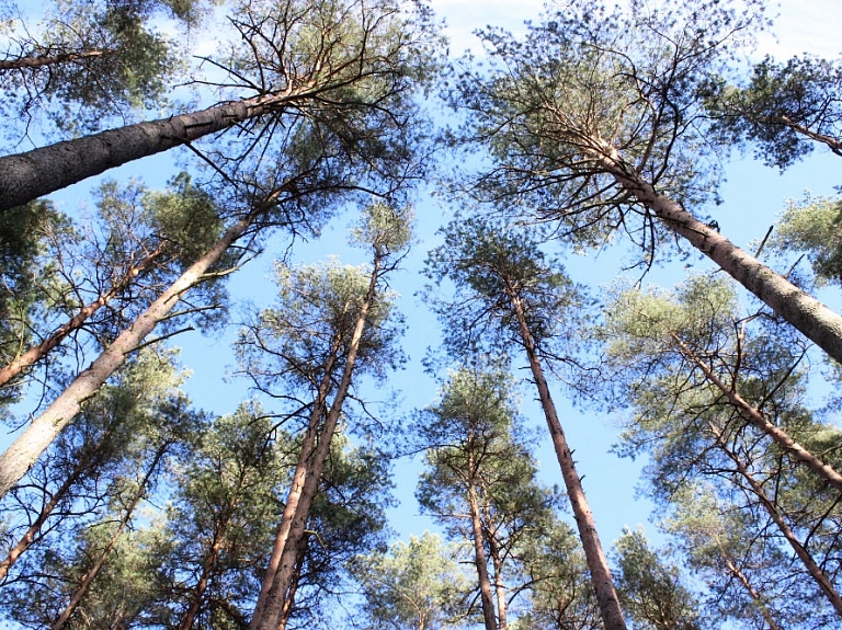 Valmieras pašvaldība atbalsta dalību projektu "Latvija - zaļākā valsts pasaulē? Uzklausi koku!"