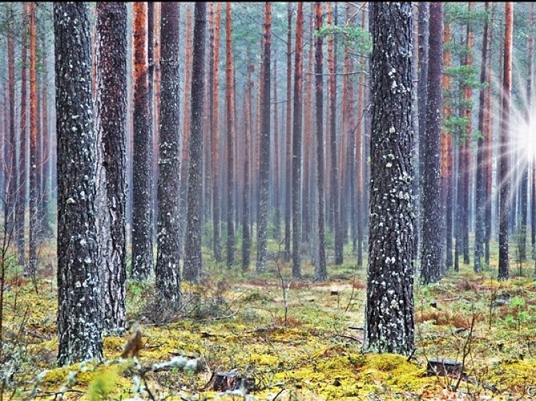 Limbažu Galvenajā bibliotēkā skatāma Laumas Cālītes foto izstāde "Mājās"