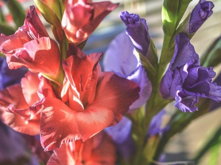 Dabas muzejā ziedēs gladiolas

