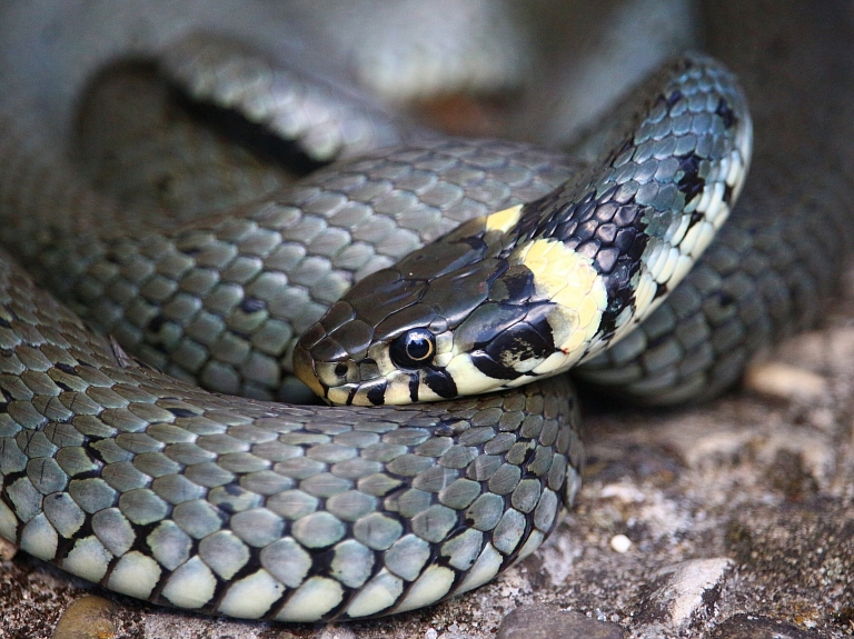 Kāds vīrietis tramvajā pārvadājis zalkti

