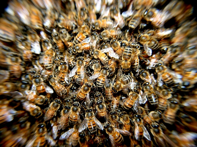 Zemgalē biškopi sadzēlušas aptuveni 20 bites