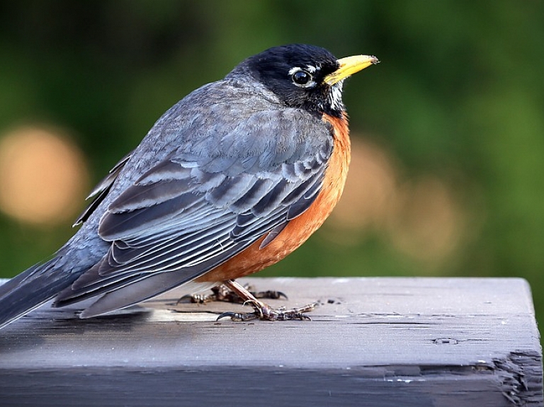 Oktobra sākumā Latvijā notiks vairāk nekā 30 Eiropas putnu vērošanas dienām veltīti pasākumi

