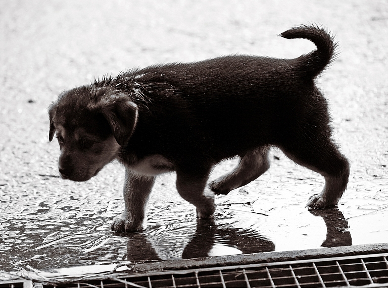 Piektdien vietām līs un maksimālā gaisa temperatūra būs ap plus 16 grādiem