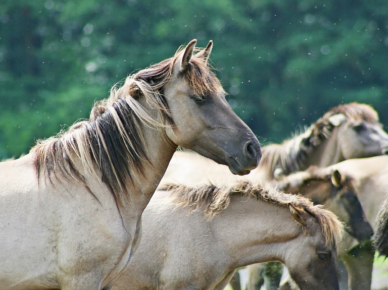 Dienas horoskops 12.oktobrim