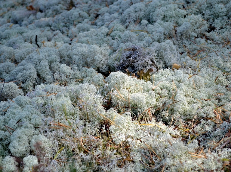 Noteikti konkursa "Mūsu mazais pārgājiens" laureāti