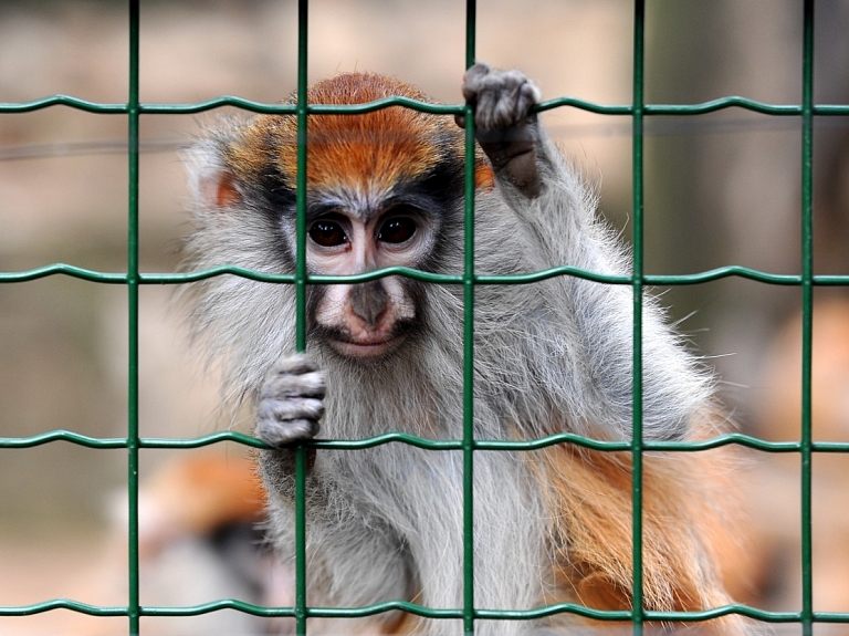 Maza interese par iespēju piegādāt tropiskos zīdītājus Latgales zoodārzam; atrasts vien potenciālais bruņneša piegādātājs