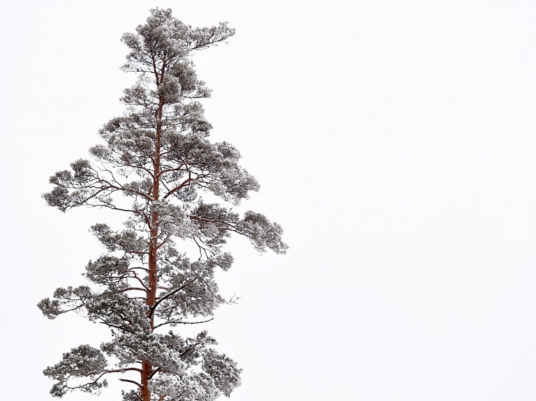 Par šā gada koku izvēlēta parastā priede "Pinus sylvestris"