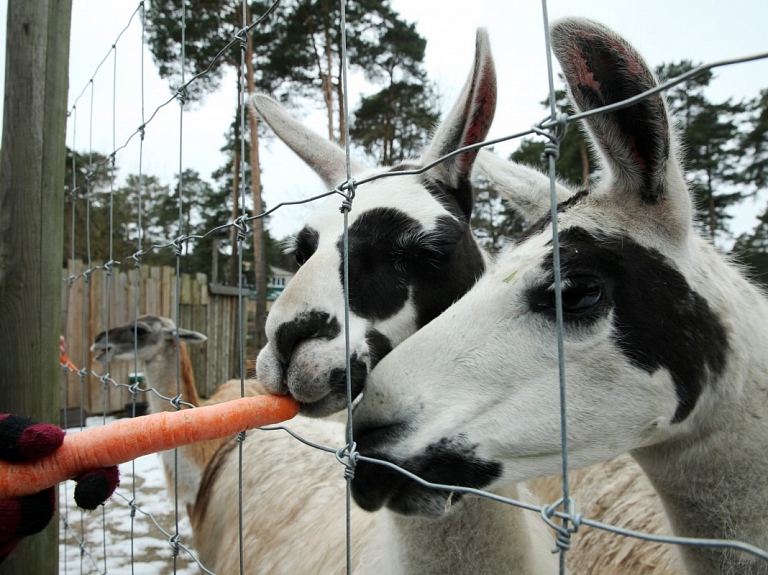 Ventspils novada mini zoodārzs "Buki" bērnunamu audzēkņiem būs atvērts bez maksas