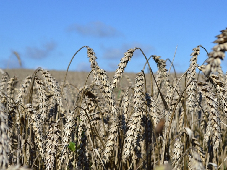 Agronomi noraizējušies par ziemāju lauku spēju pārlaist gaidāmo kailsalu