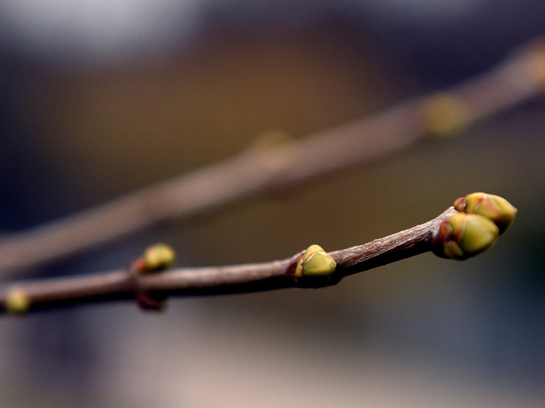 Noslēdzoties februārim, gaisa temperatūra pakāpsies līdz +10 grādiem