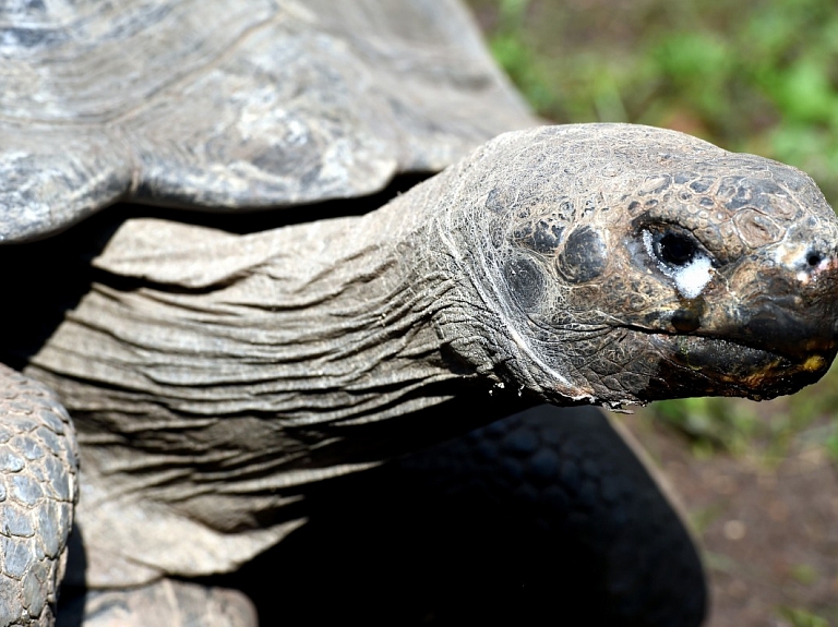 Apmeklētāju piesaistei Latgales zoodārzam par 7000 eiro iegādāsies dinozaura un bruņurupuča skulptūras