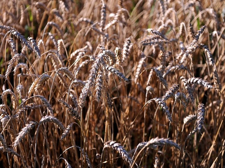 Graudaugu ražotājs "Flemming agro" apgrozījuma un peļņas kritumu skaidro ar lietus sabojāto ražu