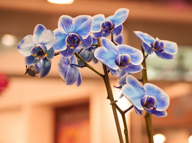 Augu maģija: ko tavā mājā ienes gleznā orhideja?

